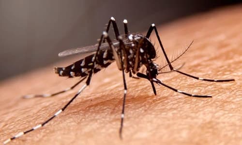Sobe para 20 número de mortes por dengue na Bahia