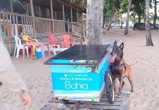 Porto Seguro: Cadela da PM descobre drogas em carrinho de bebidas na praia