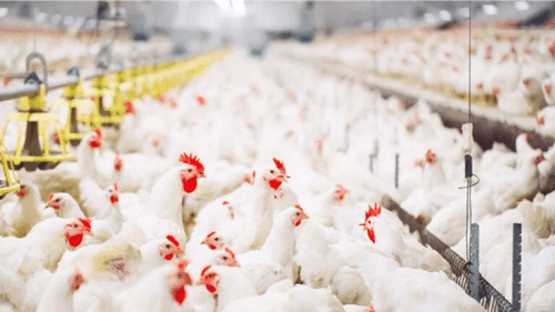 Preço do frango sobe na primeira quinzena de março no Brasil