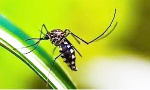 Sobe para 23 o número de mortes por dengue na Bahia, 285 com epidemia da doença