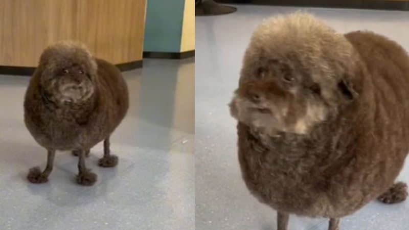 Tadinho: Cachorro volta humilhado de tosa e web faz chacota de animal