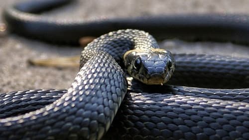 Estudo revela carne de cobra como alternativa sustentável para dietas ricas em proteínas