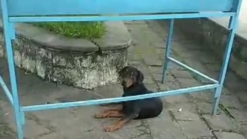 Cachorro roubado em Ibirataia: Donos oferecem recompensa por informações