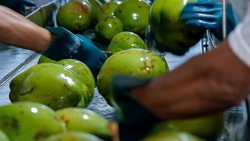 "Rei do Coco" de Paraipaba transforma região em polo de produção e beneficiamento do fruto no Ceará
