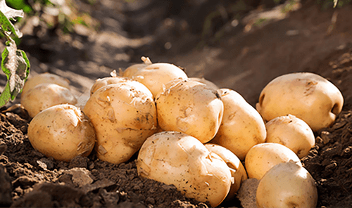 Os benefícios da batata para a saúde