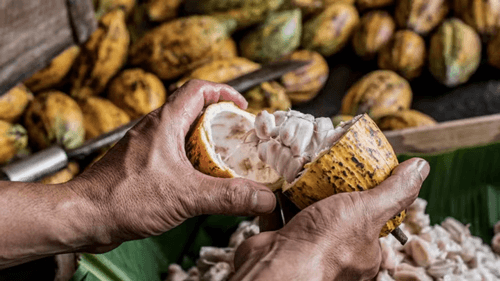 Preços do cacau despencam no mercado internacional e acendem alerta para produtores