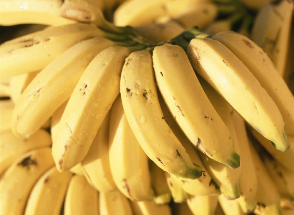 Devido a boa qualidade, compradores estão optando pela banana produzida em Bom Jesus da Lapa
