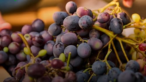 Inovação na Reprodução de Uvas: Inteligência Artificial Acelera Processo em 400%