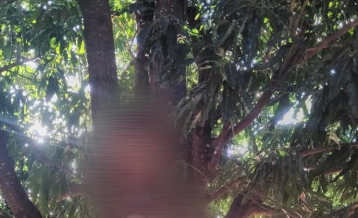 Homem é encontrado morto preso pela cabeça entre os troncos de uma árvore