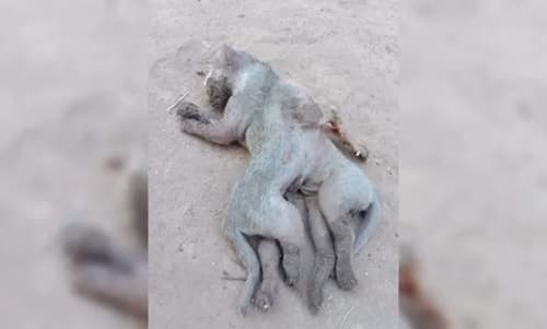 Moradores ficam espantados após gato nascer com oito patas no Piauí