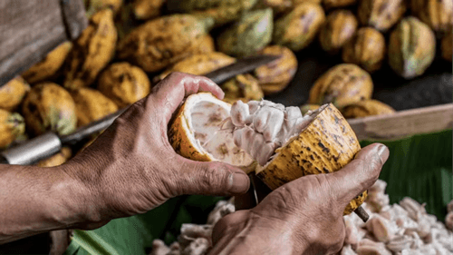 Cacau teve valorização de 20% em uma semana no Brasil e na Bolsa de Nova Iorque