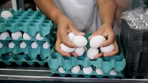 Preço dos ovos no Brasil dispara e preocupa consumidores e comerciantes