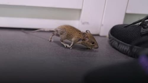 Voo faz pouso de emergência após rato fugir de embalagem de petiscos