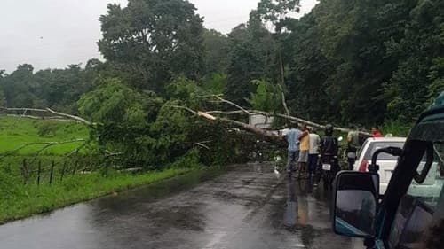 Árvore cai e interdita estrada entre Ibirataia e Distrito de Algodão após fortes chuvas