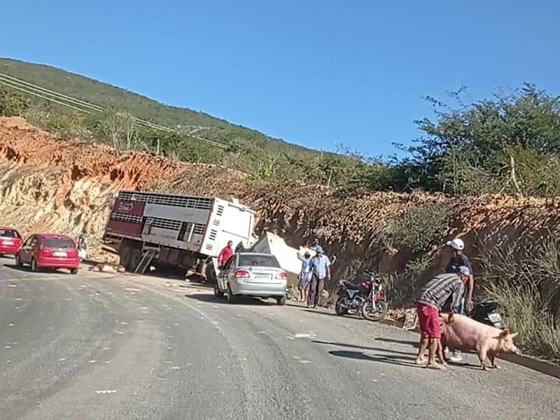 Caminhão bate em paredão com carga de porcos e populares saqueiam parte da carga