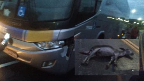 Ônibus atropela e mata animal de grande porte na BR-330, próximo a Barra do Rocha