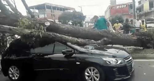 Três pessoas saem ilesas após árvore cair em cima de carro na Bahia; criança estava entre passageiros