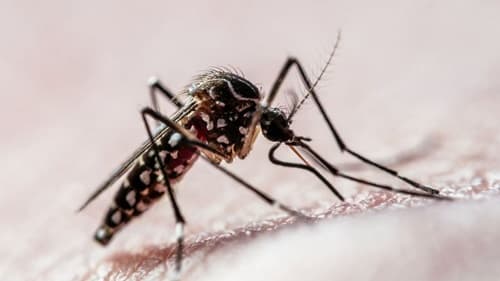 Bahia registra mais uma morte causada pela Dengue