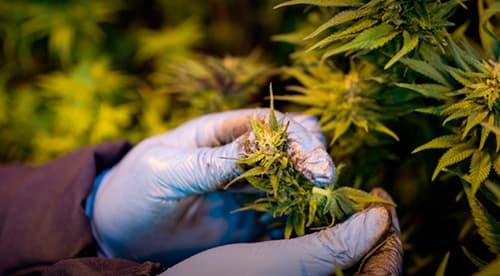 STJ autoriza cultivo de Cannabis Sativa com baixo teor de THC para fins medicinais