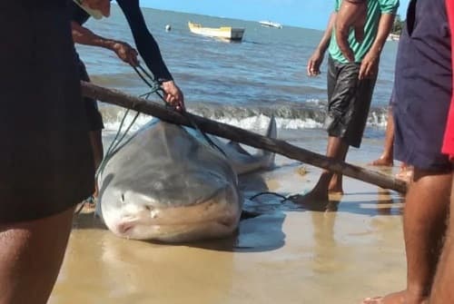 Tubarão-tigre é capturado por pescadores em Santa Cruz Cabrália