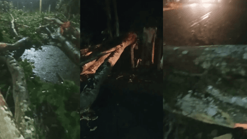 Ibirataia: Árvore cai na pista, precisamente na ladeira da garganta e oferece perigo para motoristas