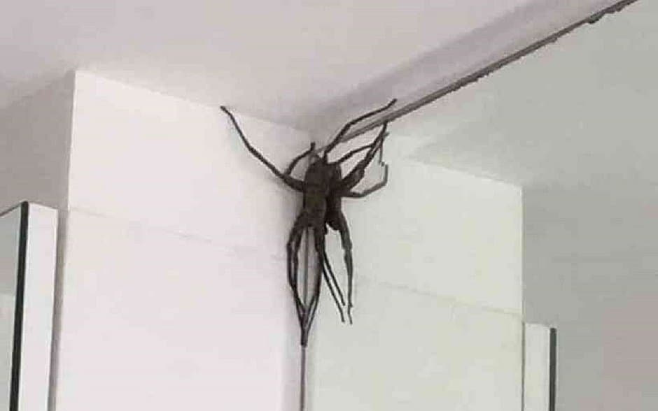 'Exército' de aranhas gigantes invadem apartamentos de BH e assustam moradores