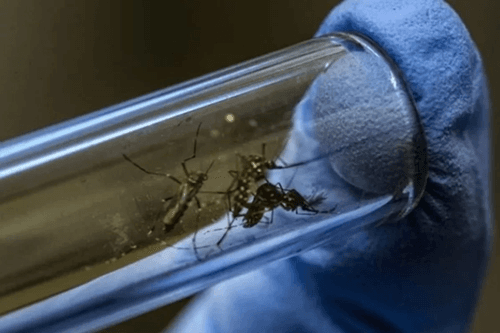 Dengue: Brasil já tem mais de 217 mil casos e 15 mortes confirmadas