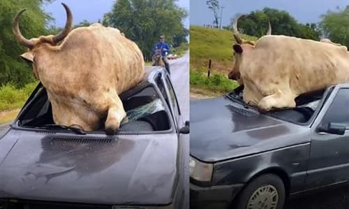 Vaca vai parar em cima de carro, após motorista não conseguir parar em Carinhanha