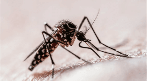 Bahia: Mortes por Dengue Chegam a 56; 256 Municípios em Epidemia