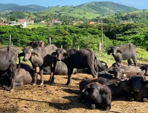 Fogo atinge área de fazenda de familiares de ator Marcos Palmeiras