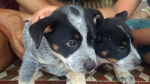 Filhotes de Blue Heeler desaparecem na Fazenda Belmonte, em Ibirataia