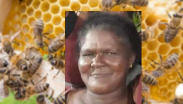 Mulher morre após ser atacada por abelhas na Bahia