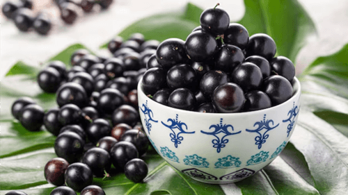 Jabuticaba: a fruta brasileira que encanta pelo sabor e benefícios à saúde