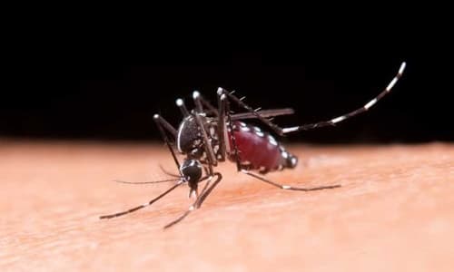 Mortes por dengue na Bahia chegam a 120; cidades em epidemia são 41