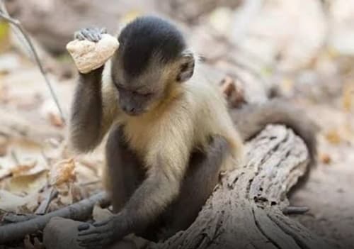 Macacos-prego em Minas Gerais recriam ferramentas da Idade da Pedra