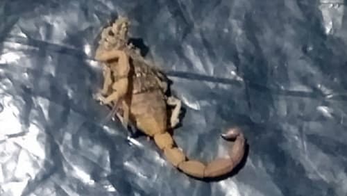 Criança morre após picada de escorpião na Chapada Diamantina