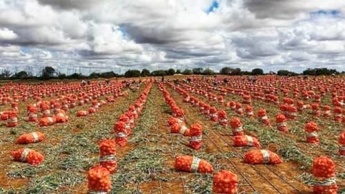 Cebola barata e prejuízo alto, crise afeta produtores da região de Irecê