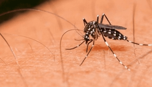 Prefeitura confirma segunda morte por dengue em Feira de Santana
