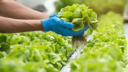 Os Benefícios da Alface: Um Superalimento para Sua Saúde
