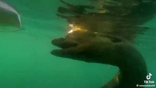 Vídeo de peixe gigante encontrado na praia do Farol da Barra assusta internautas; especialista alerta