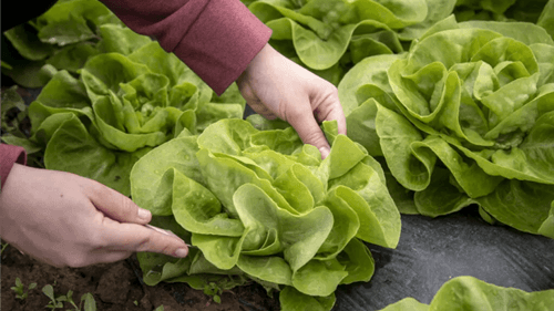 Alface: Leve, Nutritivo e Essencial para uma Alimentação Saudável