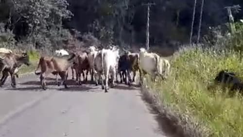 Ibirataia: Animais soltos na estrada que liga a sede ao Distrito de Algodão oferece risco aos motoristas