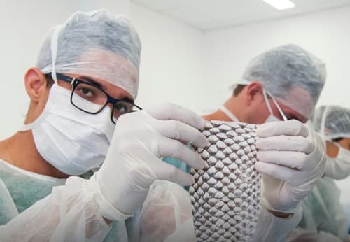 UFC lança edital para empresas interessadas em comercializar pele de tilápia em tratamentos médicos