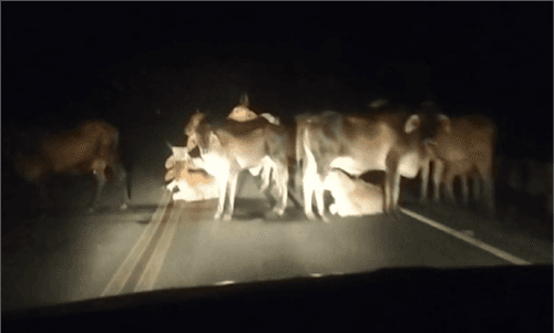 Animais soltos representam risco para motoristas em estrada que liga Ibirataia à Algodão; vídeo