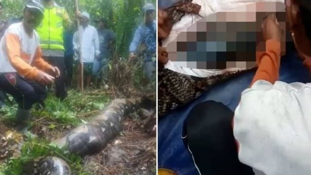 Moradores abrem píton de 7 metros e encontram o corpo de mulher desaparecida