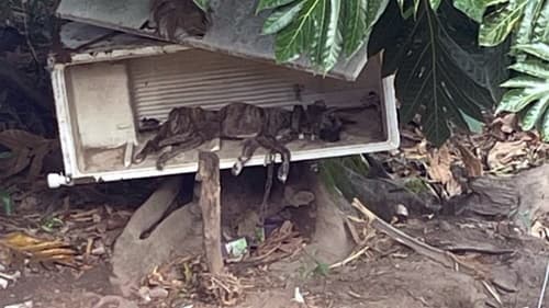 Cadela vítima de maus-tratos é resgatada por Neide Pereira em Ipiaú
