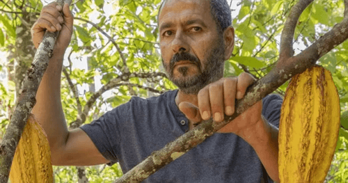 Lançamento da novela Renascer impulsiona economia cacaueira e turismo em Ilhéus