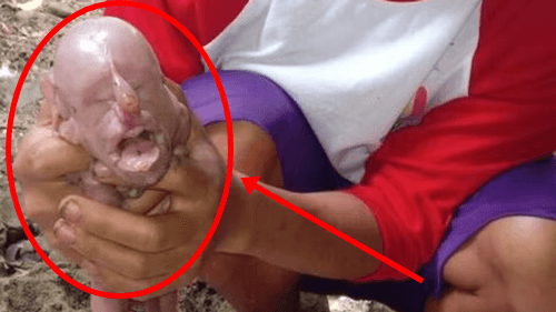 Leitão nasce com rosto humano: 'Parecia uma criança chorando', diz agricultor