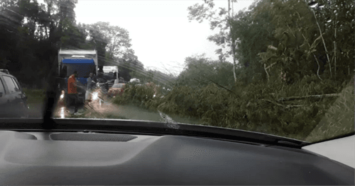 Árvores caem na BR-101 após o trevo de Uruçuca; PRF e Bombeiros atuam para desobstruir a rodovia