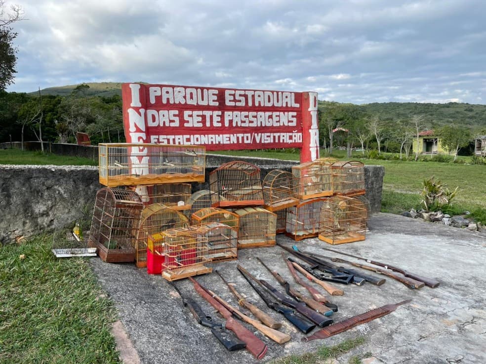 Operação resgata 74 pássaros e apreende 14 espingardas na Bahia